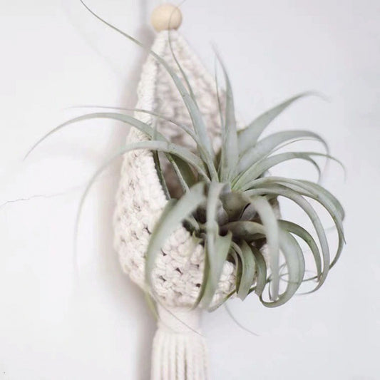 air plant holder

