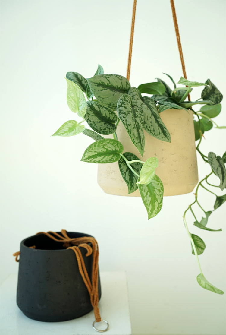 cement flower pot


