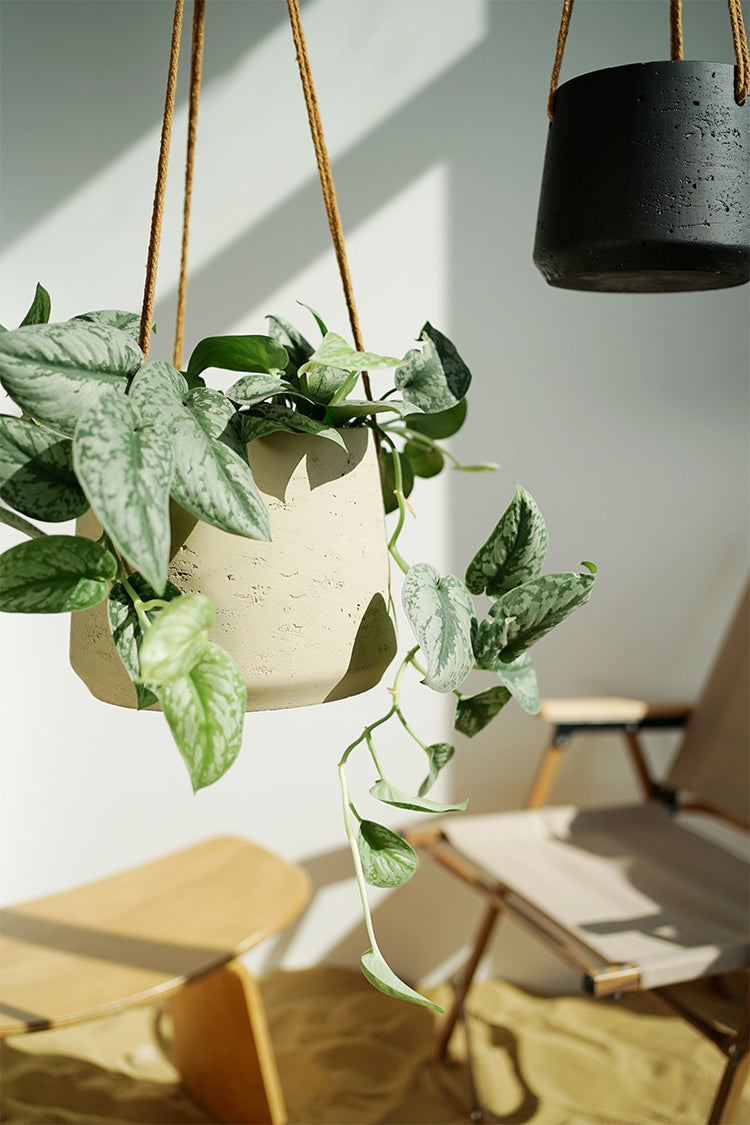 cement flower pot

